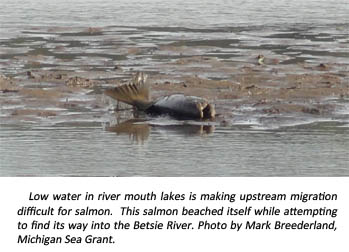 Beached salmon image.