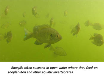 Bluegill image. Bluegill image.