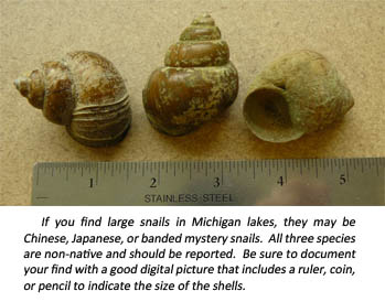 Chinese mystery snail image. Chinese mystery snail image.