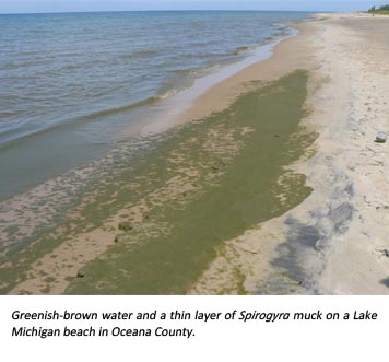 Spirogyra image Spirogyra image
