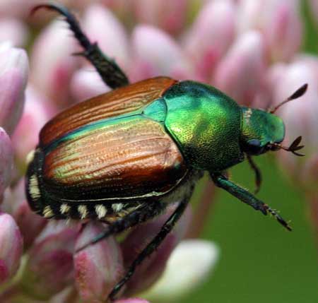 Japanese beetle