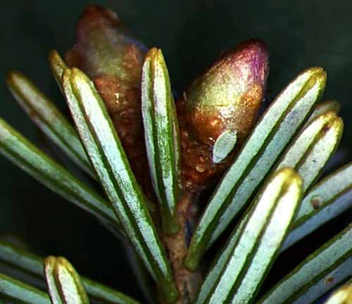 Stem mother up close.