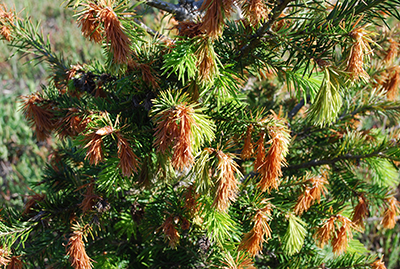 Frost injury to Douglas fir