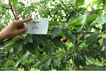 Red sweet cherries hanging from a limb with a person's hand holding a white card near the cherries. The card says "Regina: UTC"