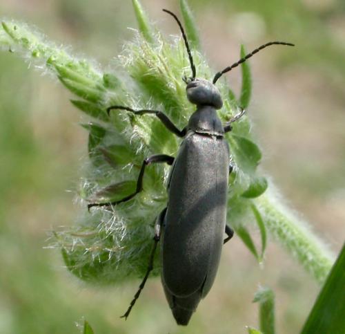 Blister beetle