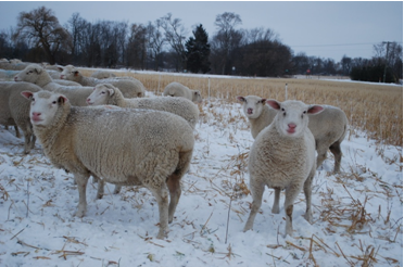 Healthy ewes grazing cover crop mixtures through the snow Healthy ewes grazing cover crop mixtures through the snow