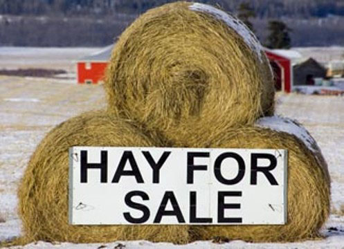 Winter hay for sale Winter hay for sale