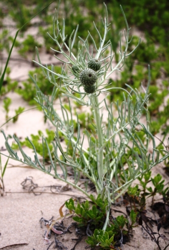 Pitcher's thistle plant