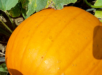 Fruit spots on pumpkin