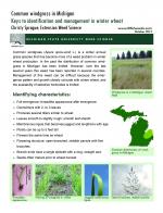 CommonWindgrassinMI-2013Page1